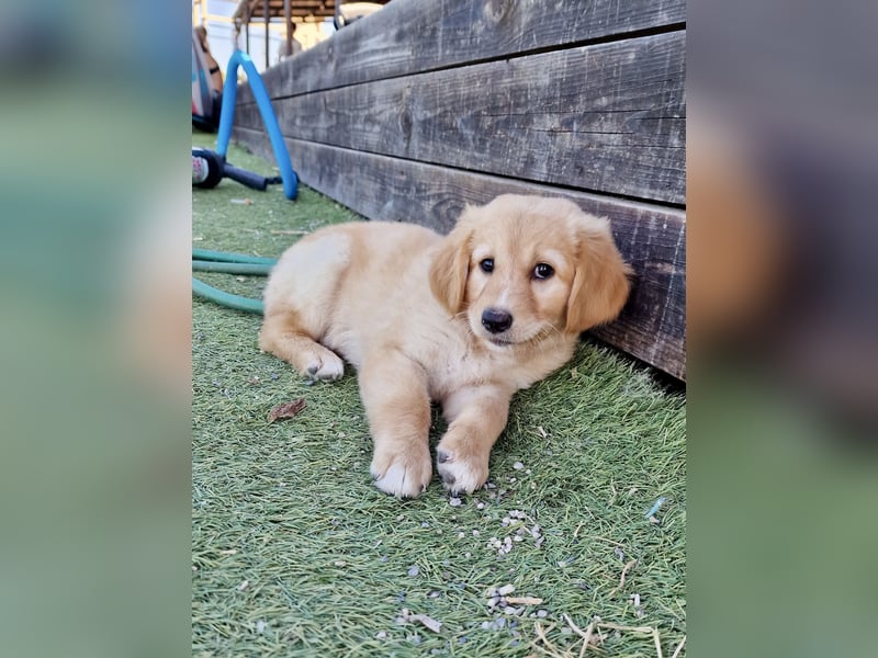 Golden Retriever Mix LILLY (geb. Juni 2026) sucht eine Familie!