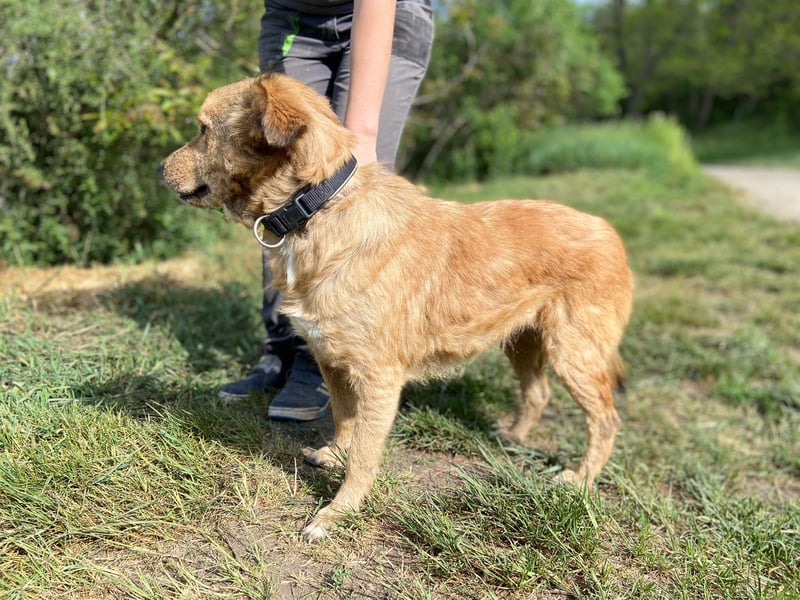 Zierliche, hübsche Junghündin, Mini Retriever ähnl., ca. 1 Jahr, 40cm, kastriert