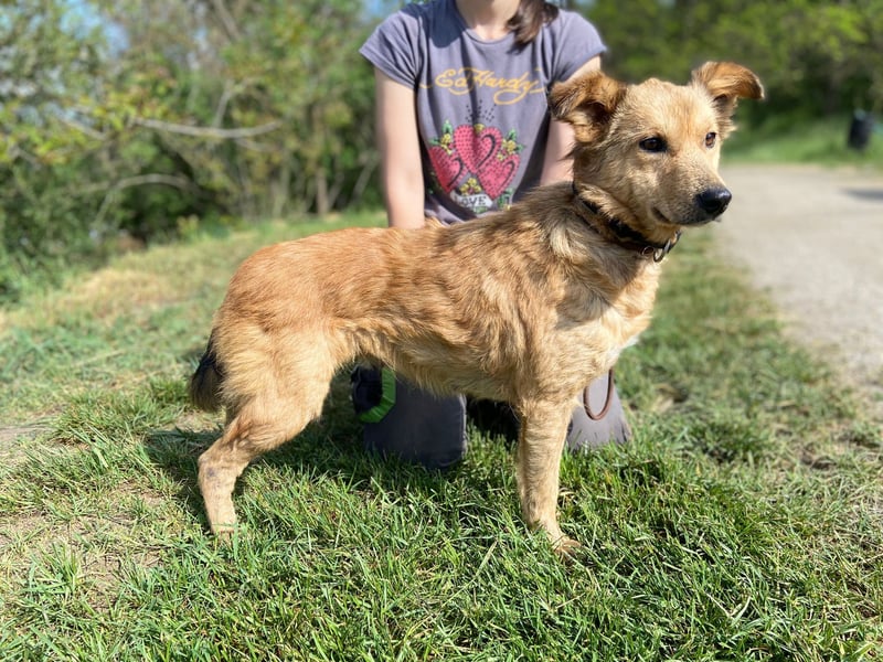 Zierliche, hübsche Junghündin, Mini Retriever ähnl., ca. 1 Jahr, 40cm, kastriert