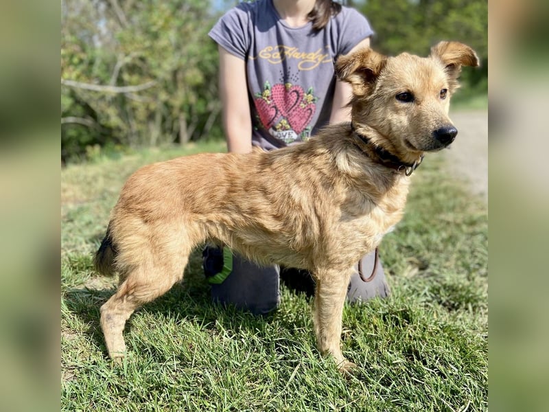 Zierliche, hübsche Junghündin, Mini Retriever ähnl., ca. 1 Jahr, 40cm, kastriert