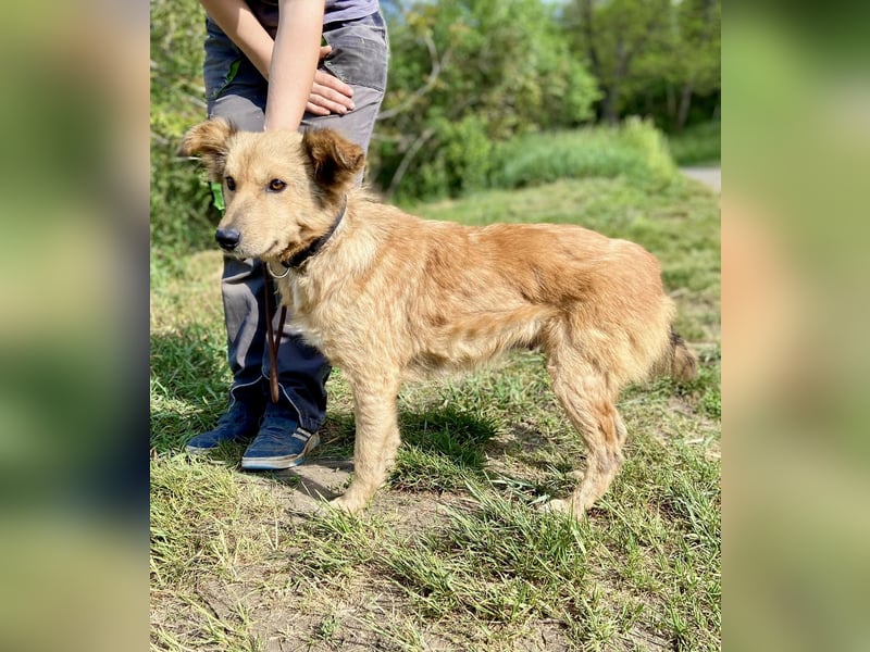Zierliche, hübsche Junghündin, Mini Retriever ähnl., ca. 1 Jahr, 40cm, kastriert
