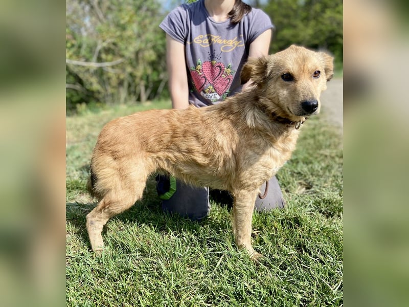Zierliche, hübsche Junghündin, Mini Retriever ähnl., ca. 1 Jahr, 40cm, kastriert