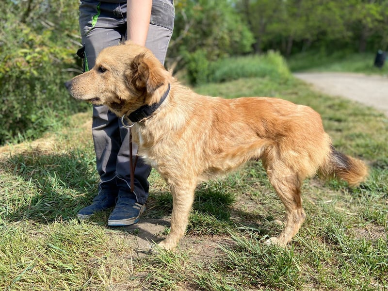 Zierliche, hübsche Junghündin, Mini Retriever ähnl., ca. 1 Jahr, 40cm, kastriert