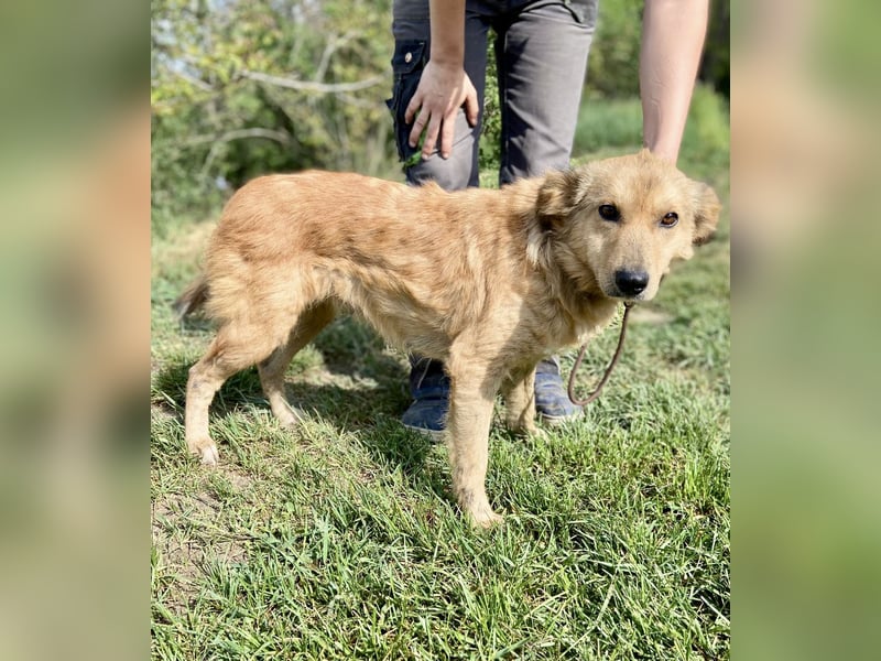 Zierliche, hübsche Junghündin, Mini Retriever ähnl., ca. 1 Jahr, 40cm, kastriert