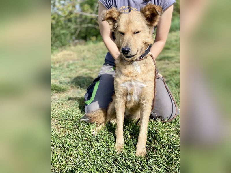 Zierliche, hübsche Junghündin, Mini Retriever ähnl., ca. 1 Jahr, 40cm, kastriert