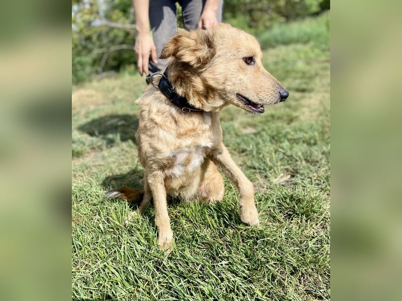 Zierliche, hübsche Junghündin, Mini Retriever ähnl., ca. 1 Jahr, 40cm, kastriert