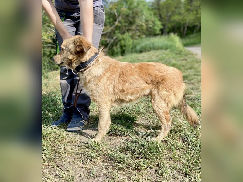 Zierliche, hübsche Junghündin, Mini Retriever ähnl., ca. 1 Jahr, 40cm, kastriert