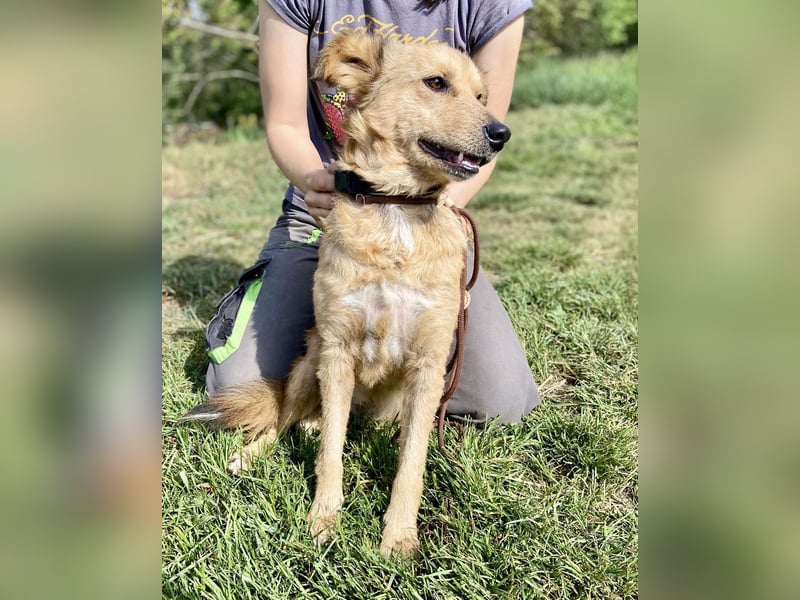 Zierliche, hübsche Junghündin, Mini Retriever ähnl., ca. 1 Jahr, 40cm, kastriert