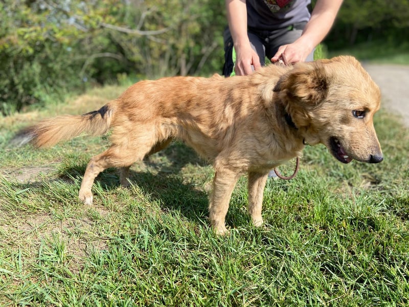 Zierliche, hübsche Junghündin, Mini Retriever ähnl., ca. 1 Jahr, 40cm, kastriert