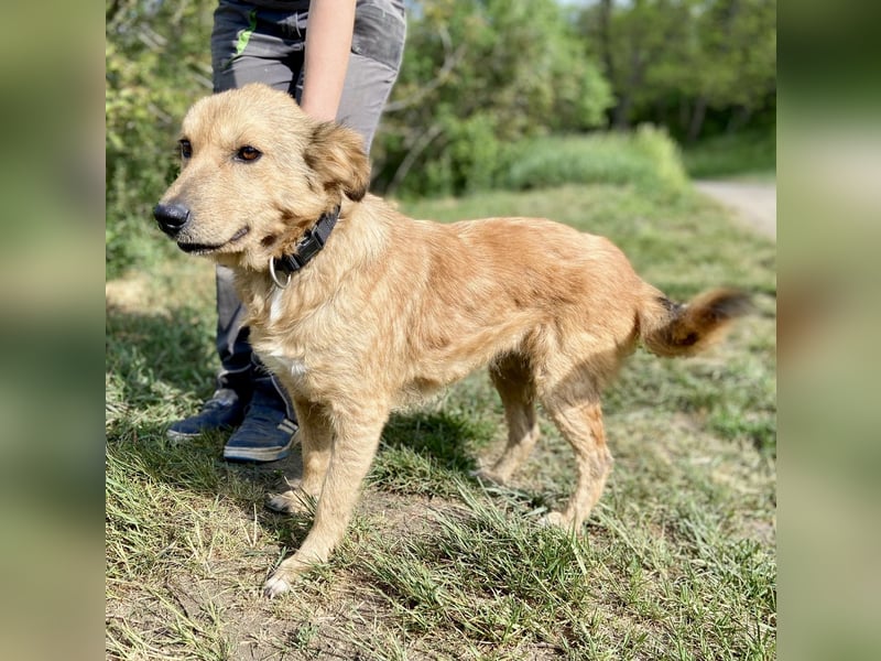 Zierliche, hübsche Junghündin, Mini Retriever ähnl., ca. 1 Jahr, 40cm, kastriert
