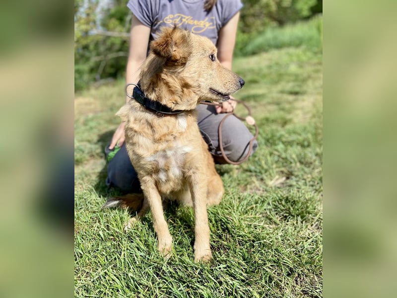 Zierliche, hübsche Junghündin, Mini Retriever ähnl., ca. 1 Jahr, 40cm, kastriert