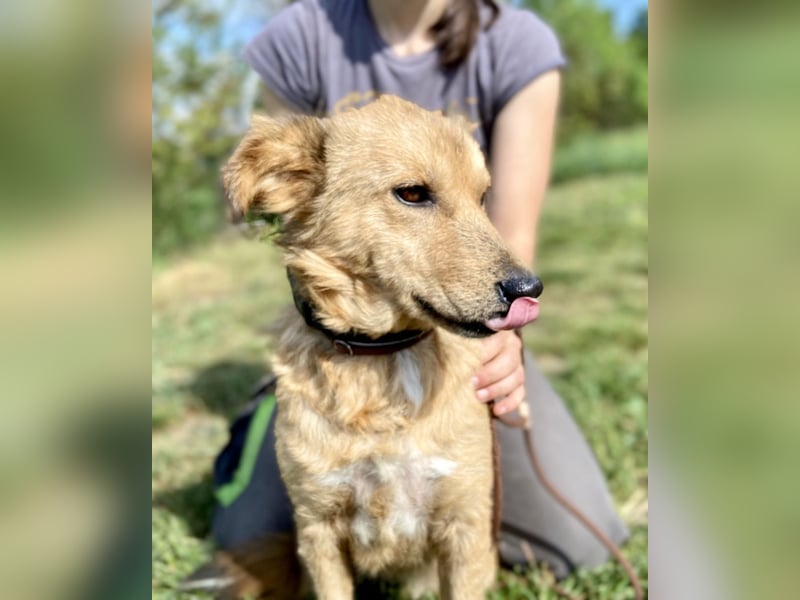 Zierliche, hübsche Junghündin, Mini Retriever ähnl., ca. 1 Jahr, 40cm, kastriert