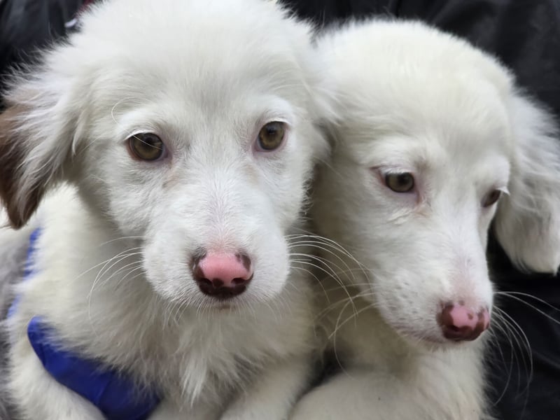 Monia und Mara: zwei kleine Engel