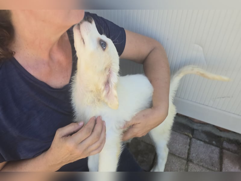 Rosalinda: 5 Zwerge suchen ein Zuhause
