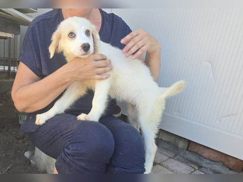 Rosalinda: 5 Zwerge suchen ein Zuhause