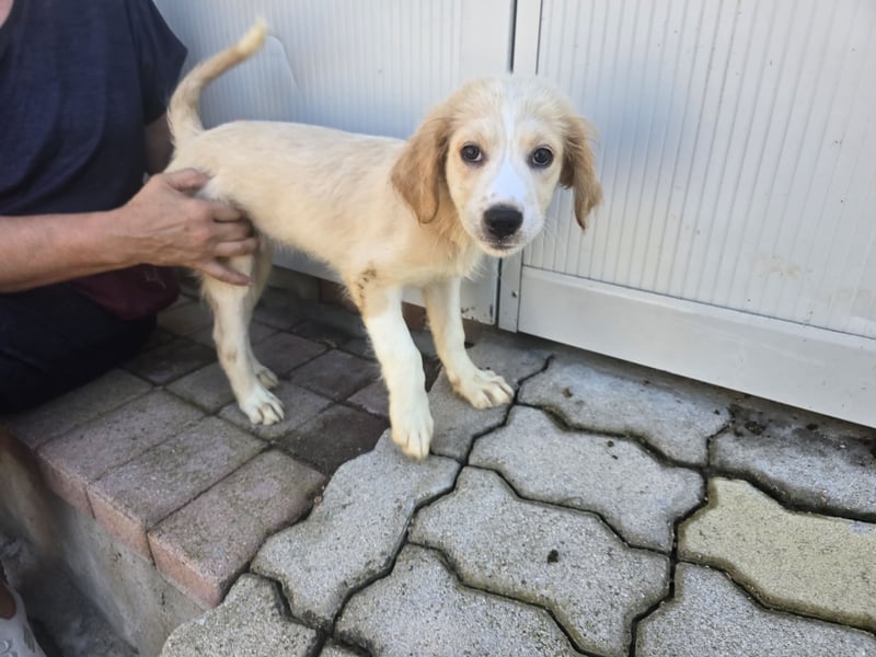 Rosalba: 5 Zwerge suchen ein Zuhause