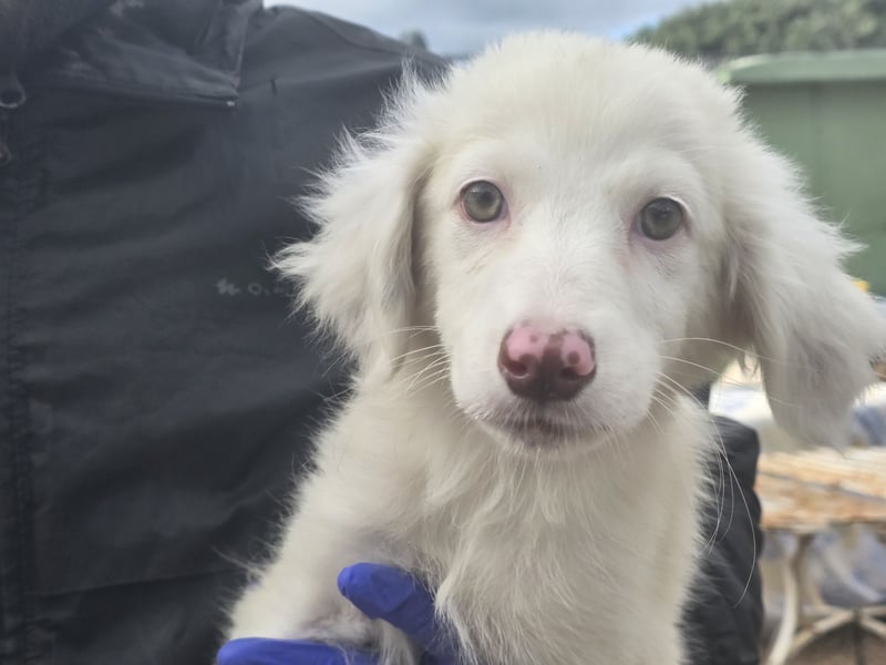 Monia und Mara: zwei kleine Engel