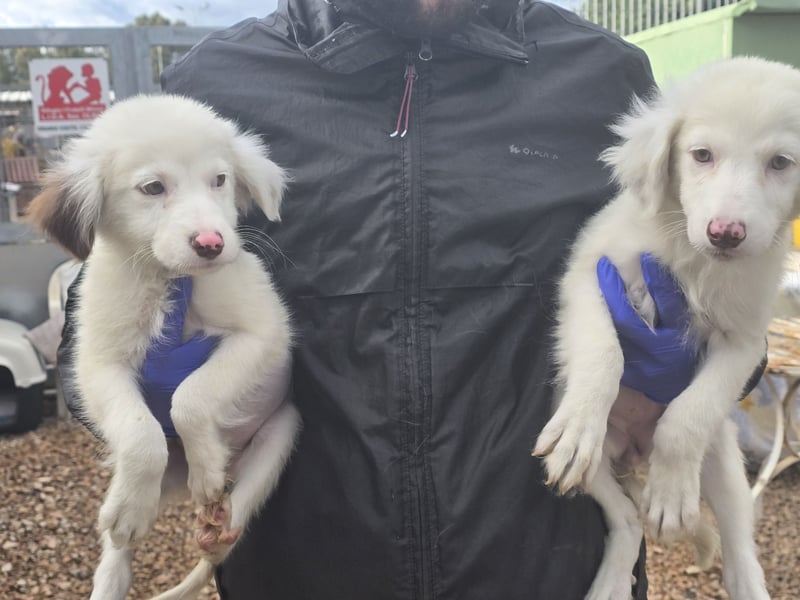 Monia und Mara: zwei kleine Engel