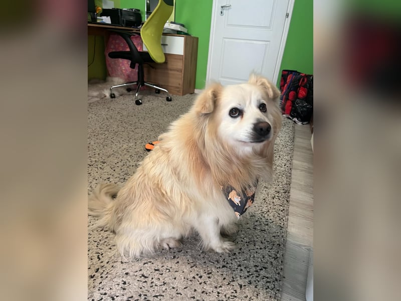 Benji, liebenswerter Retriever MIschling geb. 2018