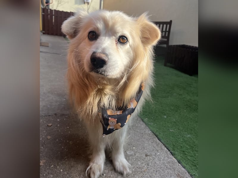 Benji, liebenswerter Retriever MIschling geb. 2018