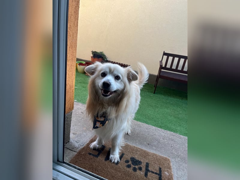 Benji, liebenswerter Retriever MIschling geb. 2018