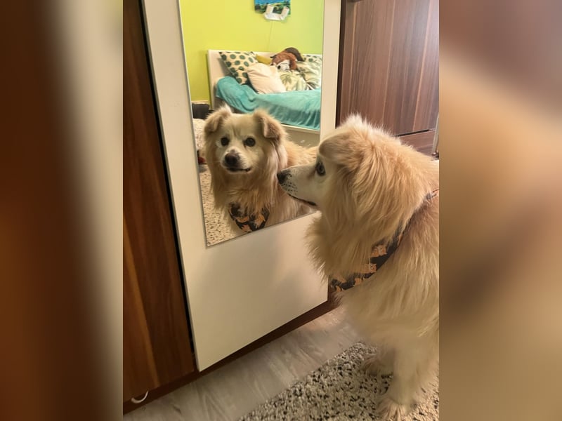 Benji, liebenswerter Retriever MIschling geb. 2018