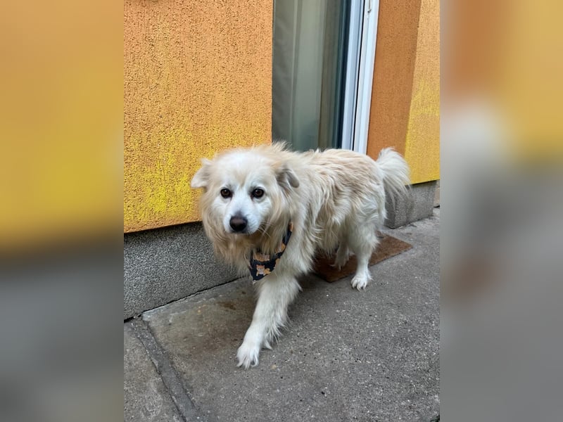 Benji, liebenswerter Retriever MIschling geb. 2018