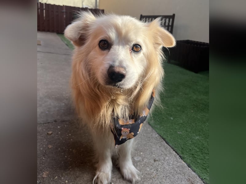 Benji, liebenswerter Retriever MIschling geb. 2018