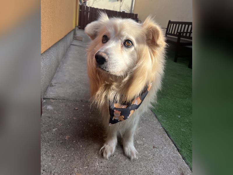 Benji, liebenswerter Retriever MIschling geb. 2018