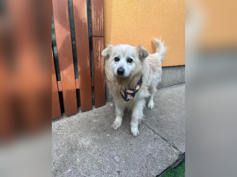 Benji, liebenswerter Retriever MIschling geb. 2018