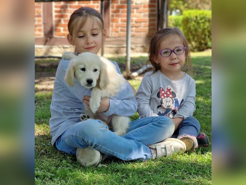 Golden Retriever Welpe Welpen