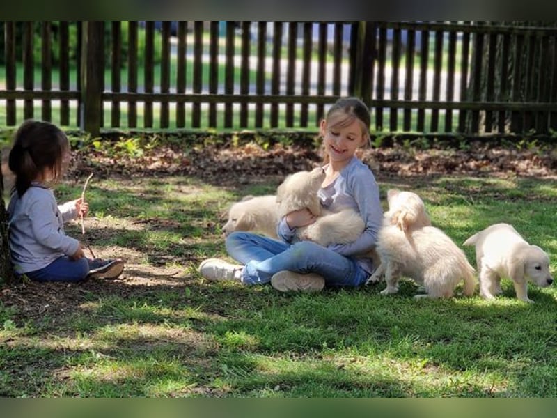 Golden Retriever Welpe Welpen