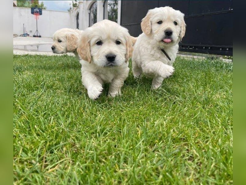 Golden Retriever Welpe Welpen