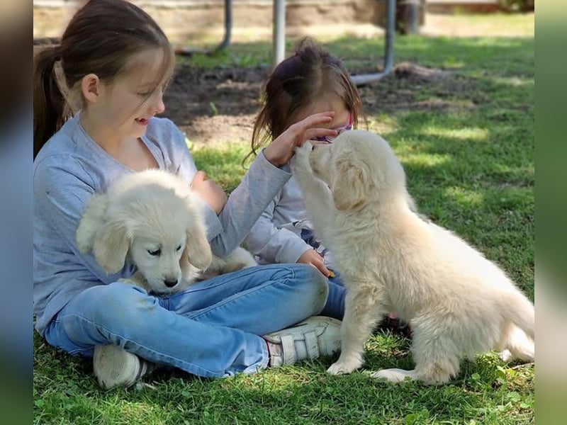 Golden Retriever Welpe Welpen