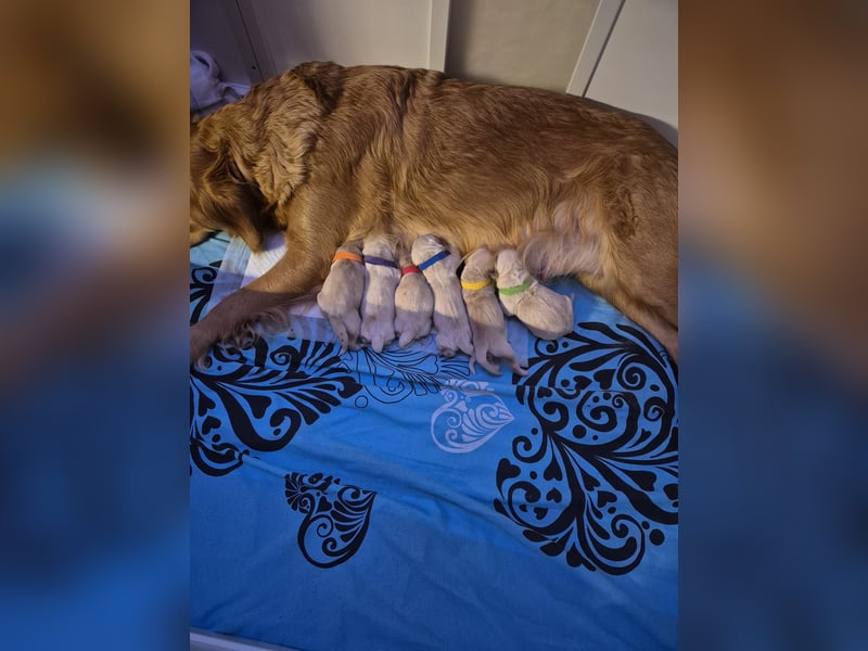 Golden Retriever Wurfankündigung