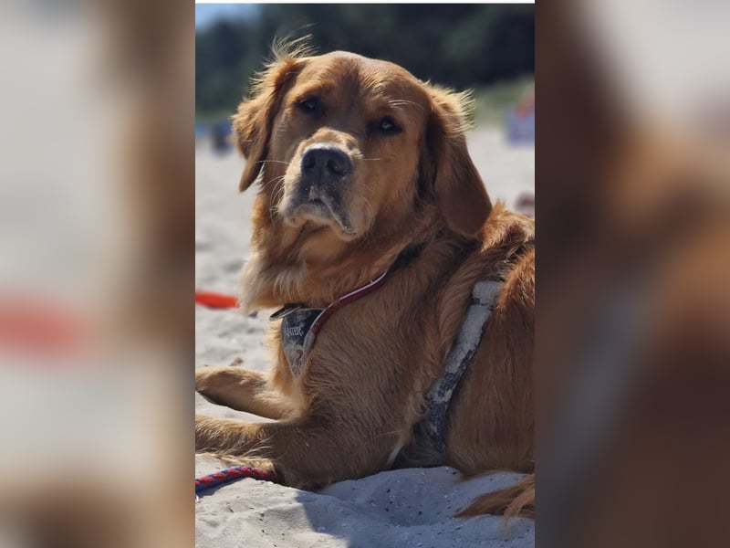 Golden Retriever Wurfankündigung