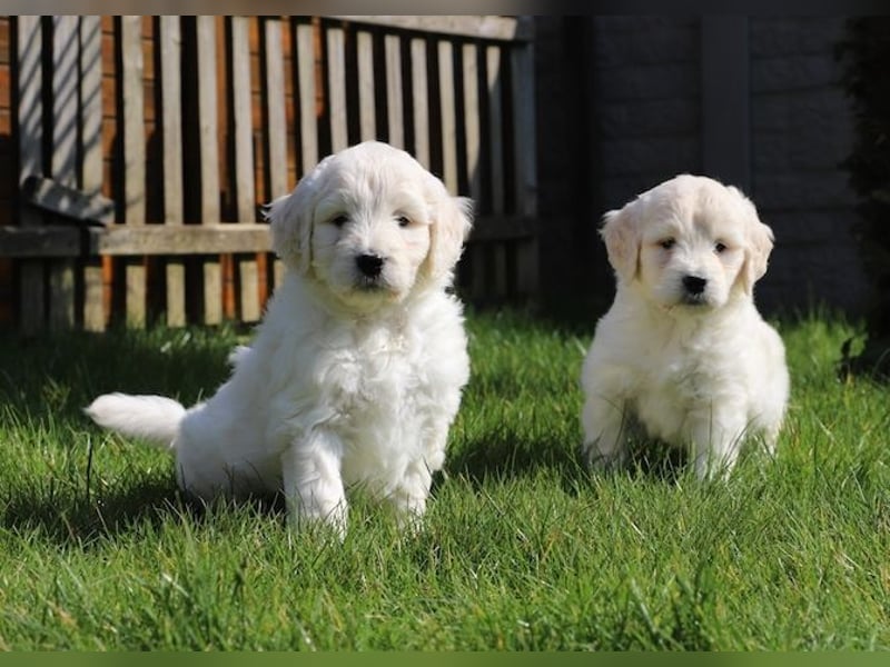 Golden Redriever Welpen