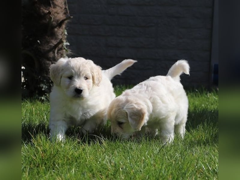 Golden Redriever Welpen
