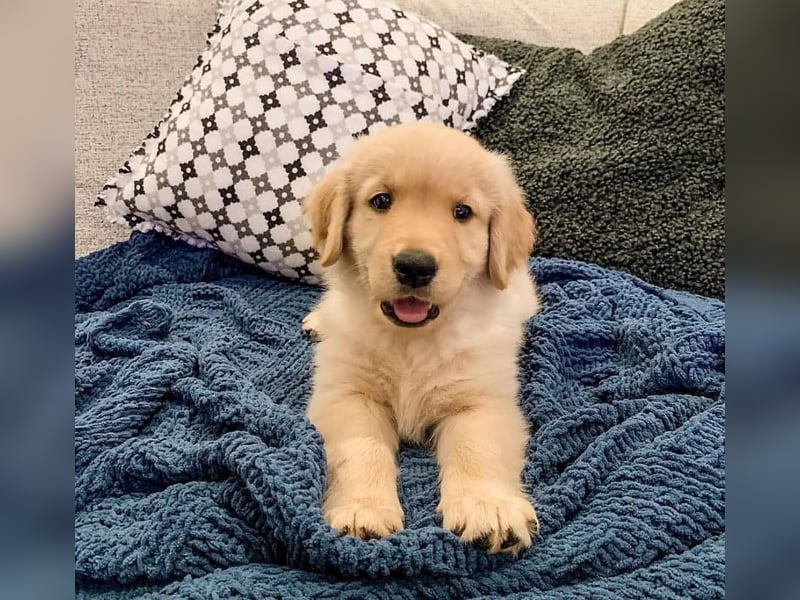 Golden retriever welpen
