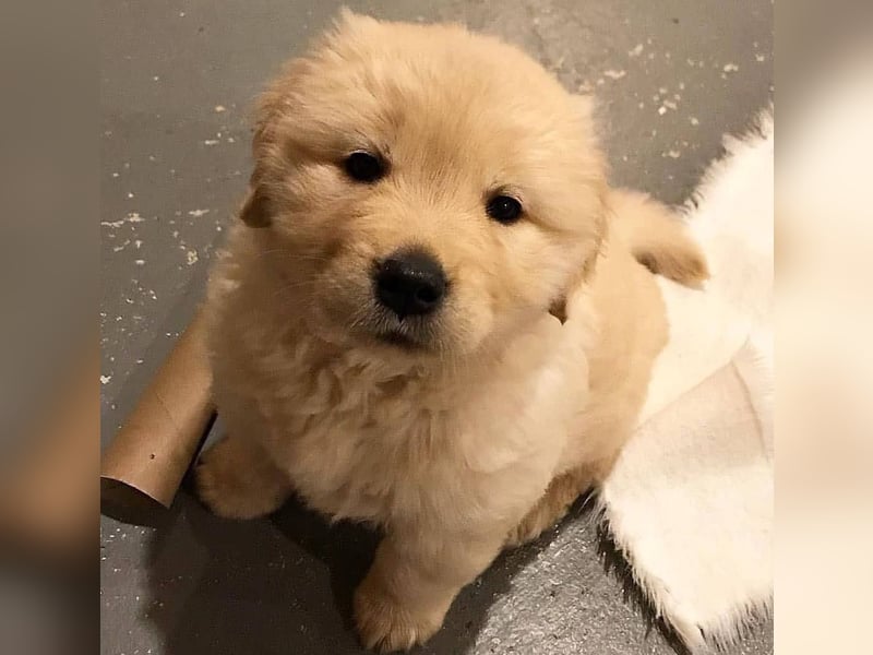 Golden retriever welpen
