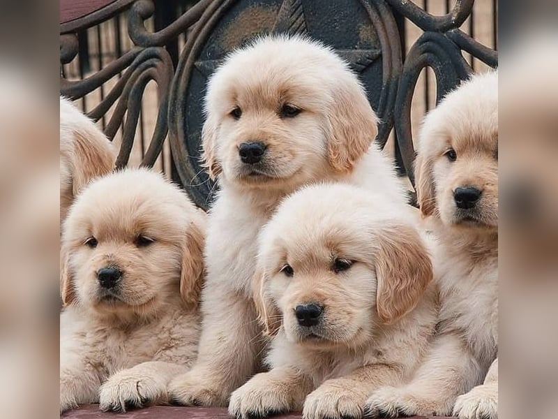 Golden retriever welpen