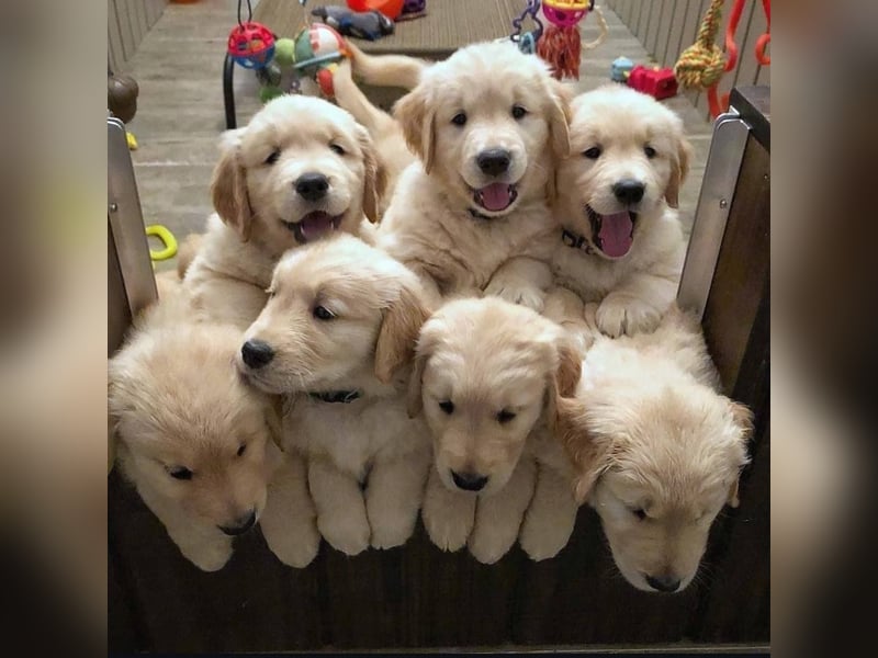 Golden retriever welpen