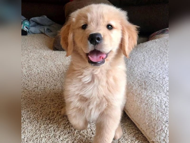 Golden retriever welpen