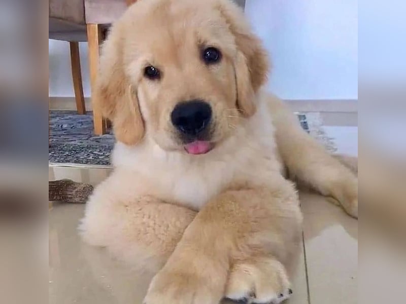 Golden retriever welpen