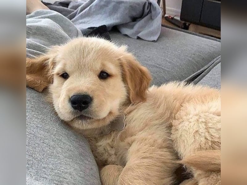 Golden retriever welpen