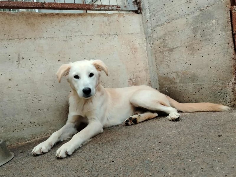 junger Retriever Mischlings-Rüde Taio sucht ein Zuhause