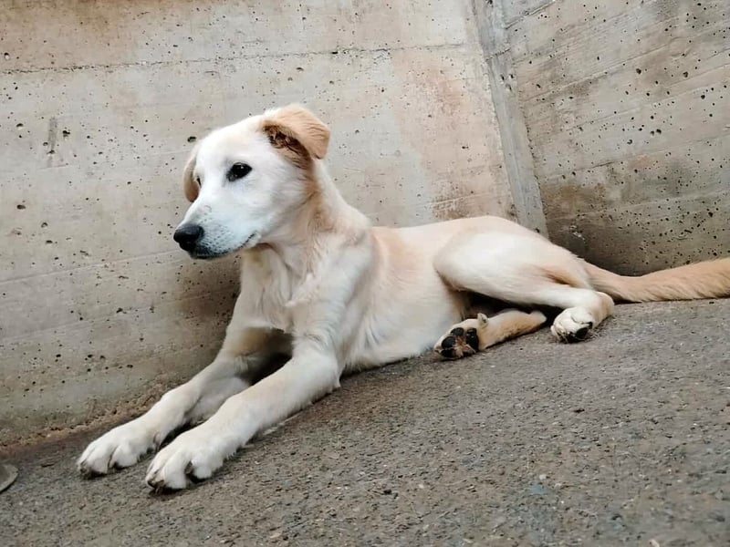 junger Retriever Mischlings-Rüde Taio sucht ein Zuhause