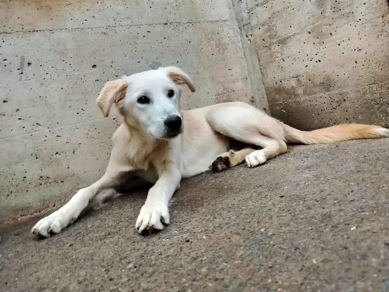junger Retriever Mischlings-Rüde Taio sucht ein Zuhause