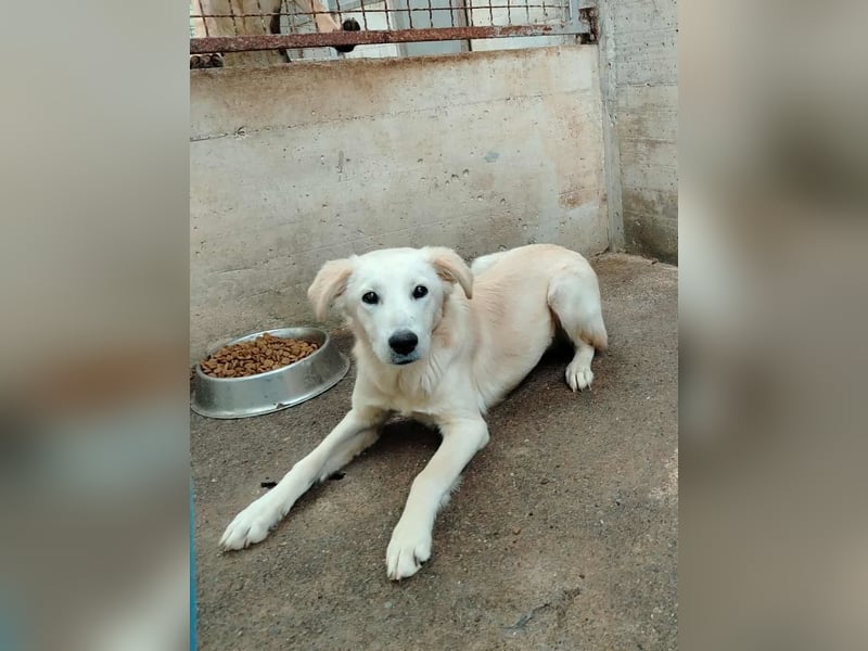 junger Retriever Mischlings-Rüde Taio sucht ein Zuhause
