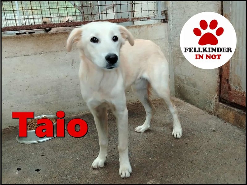 junger Retriever Mischlings-Rüde Taio sucht ein Zuhause